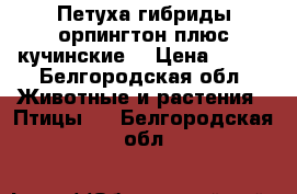 Петуха гибриды орпингтон плюс кучинские  › Цена ­ 700 - Белгородская обл. Животные и растения » Птицы   . Белгородская обл.